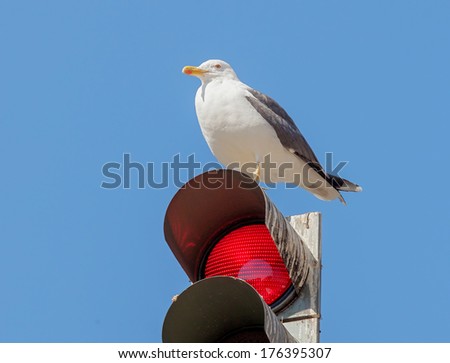 The traffic light and resting on him the bird on in front of blue sky - Lisbon, Portugal