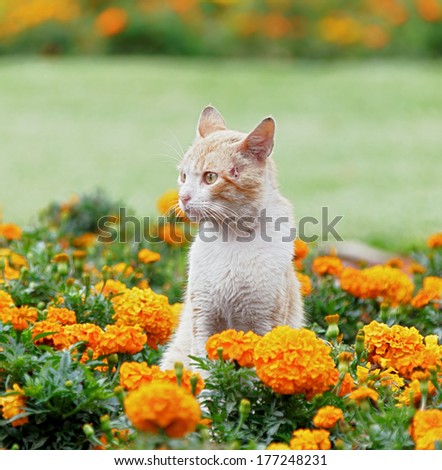 Charming cat among the flowers in the city park of the city of Lima, Peru