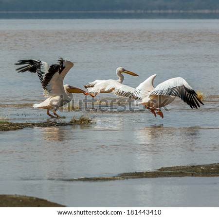 Pelicans fly at the Lake Nakuru National Park - Kenya, Eastern Africa