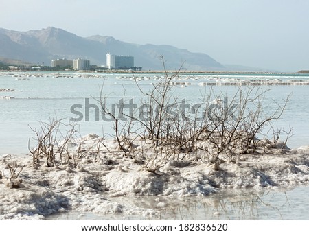 Covered with salt bushes on the island in the Dead sea, Israel