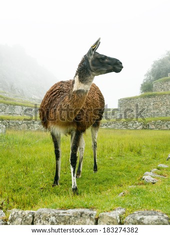 Lama in Inca city Machu Picchu in mist weather. It is a designated UNESCO World Heritage Site - Peru, South America