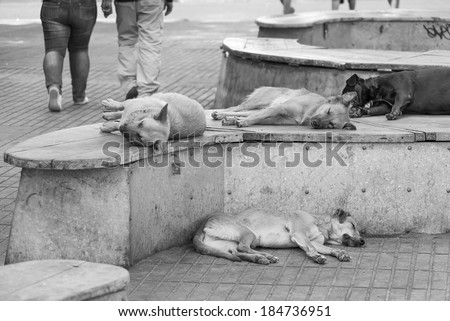 Siesta dogs on city street in Valparaiso, Chile (black and white)