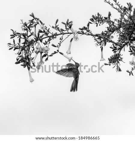 Hummingbird feeding on flower - Peru (black and white)