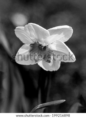 narcissus flower (black and white)