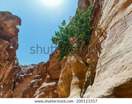 Colored walls in the canyon of the Sig (Kings Way) - narrow passage to ancient city Petra, Jordan
