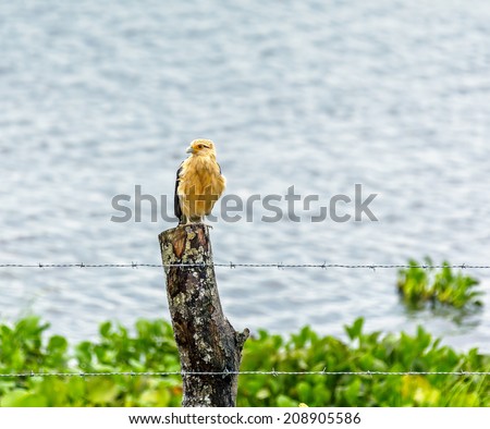 Yellow Falcon sitting  on the tree in El Cedral - Los Llanos, Venezuela, Latin America