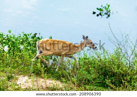 A female deer stands on the shore of the pond in El Cedral - Los Llanos, Venezuela, South America