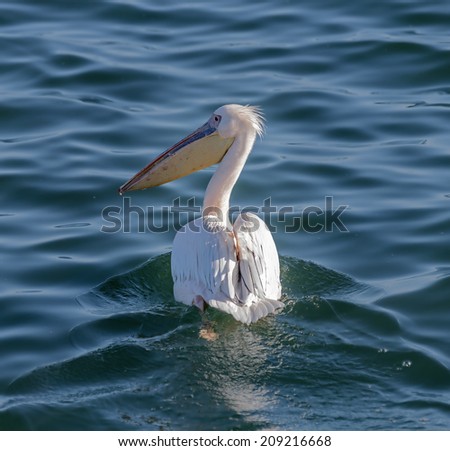Great whitGreat white Pelican floats near ship - Namibia, South-West Africae Pelican floats near ship - Namibia, South-West Africa