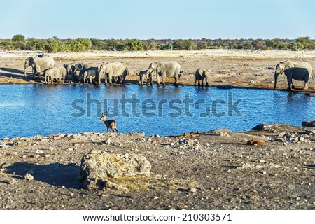 Herd of elephants (Elephantidae) at a waterhole in Etosha National Park - Namibia, South-West Africa