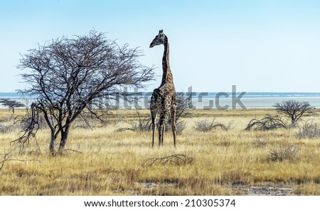 Giraffe in Etosha National Park -  Namibia, South-West Africa