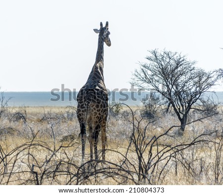 Giraffe in Etosha National Park -  Namibia, South-West Africa