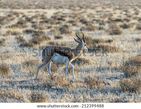 Antelope Springbok in the early morning in Etosha National Park - Namibia, South-West Africa