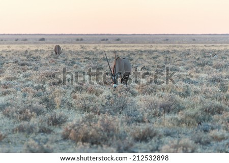 Antelope Gemsbok in the early morning in Etosha National Park - Namibia, South-West Africa