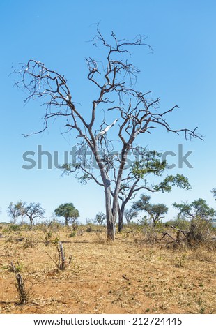 Lonely tree in Chobe National Park - Botswana, South-West Africa