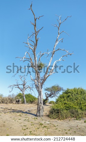 Lonely tree and a lone elephant in Chobe National Park - Botswana, South-West Africa