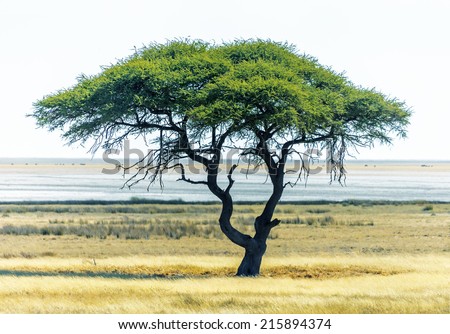 Lonely tree in Etosha National Park - Namibia, South-West Africa