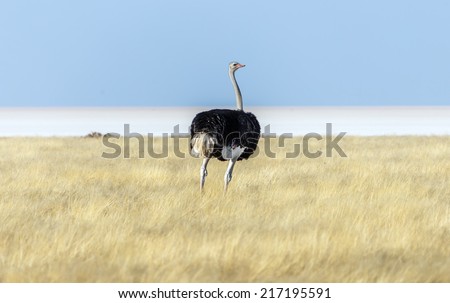 Ostrich in Etosha National Park - Namibia, South-West Africa