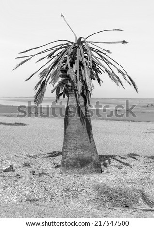 Lonely tree in Namib desert - Namibia, South-West Africa (black and white)