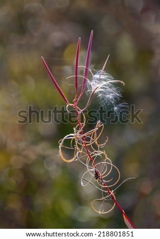 Mature fluffy seeds from plants ready to fly under the gusts of wind
