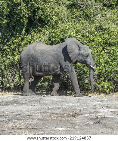 Elephant\'s family in african savannah in national park Chobe, Botswana, South-Western Africa