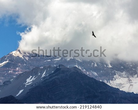 Condor looks for prey.  Aconcagua (6962 m) which is highest mountain in the Americas - Mendoza province, Argentina, Latin America