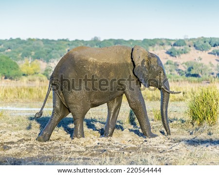 The elephant in national park Chobe, Botswana, South-Western Africa