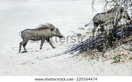 Brown hairy warthog in Chobe National Park - Botswana, South-Western Africa