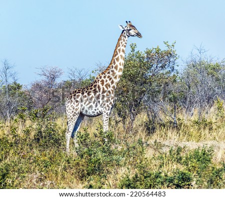 Alone giraffe in savannah - Chobe national park, Botswana, South-Western Africa