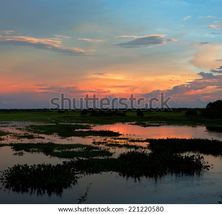Sunset in the world of water of the El Cedral - Los Llanos, Venezuela, South America