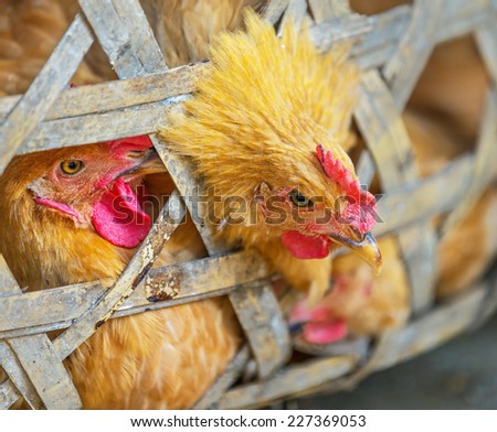 chickens sitting in the basket waiting for sale on the market - Xingping, China
