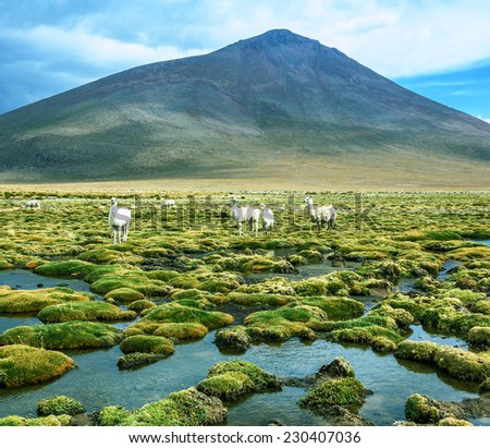 Alpaca family grazing in the desert plateau of the Altiplano, Bolivia