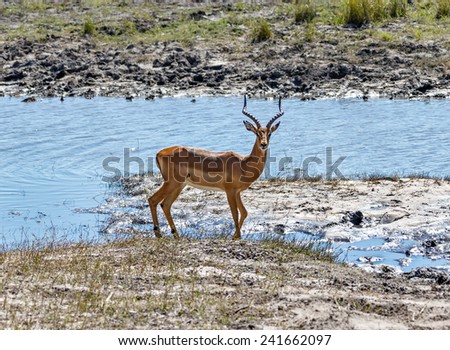 Blackfaced impala in Chobe National Park - Botswana, South-West Africa