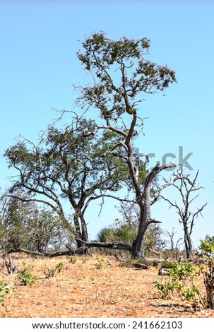 The tree in Chobe National Park - Botswana, South-West Africa