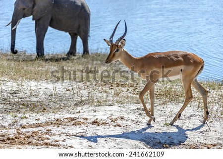 Blackfaced impala and elefant in Chobe National Park - Botswana, South-West Africa