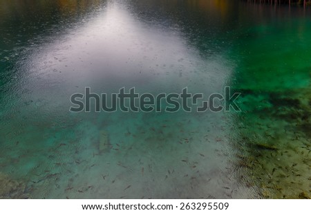 Foggy lake with submerged tree trunks in the rain (fragment with small fish. Jiuzhaigou Valley was recognize by UNESCO as a World Heritage Site and a World Biosphere Reserve - China