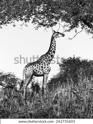 Alone giraffe in savanna - Chobe national park, Botswana, Africa (black and white)