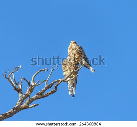 Two chicks of a bird of prey sitting on dry tree near dune in Sossusvlei plato of Namib Naukluft National Park - Namibia, South Africa