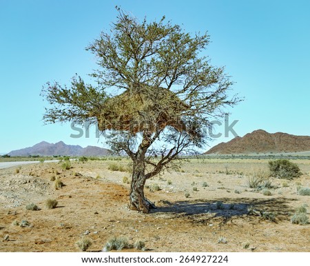 Little birds build huge nests in trees - Namibia, South-Western Africa