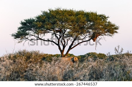 Lonely tree in Namib - Namibia, South-Western Africa