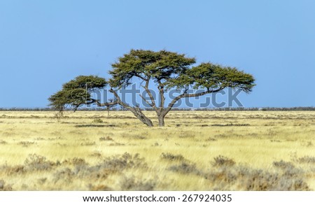 Lonely tree in Namib desert - Namibia, South-Western Africa