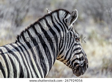 Burchell\'s zebra (Equus burchelli) in Etosha National Park - Namibia, South-Western Africa