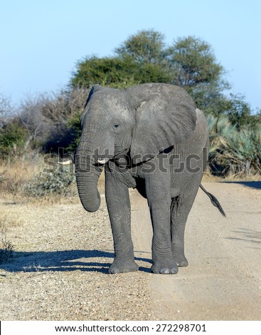 Elephant (Elephantidae) in the Etosha National Park - Namibia, South-Western Africa