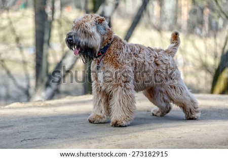 Standing Irish Soft Coated wheaten terrier