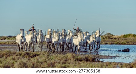 PROVENCE, FRANCE - 07 MAY, 2015: White Camargue Horses run in the swamps nature reserve in the Parc Regional de Camargue - Provence, France