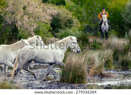PROVENCE, FRANCE - 08 MAY, 2015: White Camargue Horses run in the swamps nature reserve in Parc Regional de Camargue - Provence, France