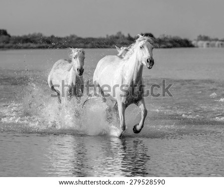 White Camargue Horses run in the swamps nature reserve in Parc Regional de Camargue - Provence, France (black and white)