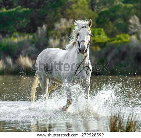 White Camargue Horse run in the swamps nature reserve in Parc Regional de Camargue - Provence, France