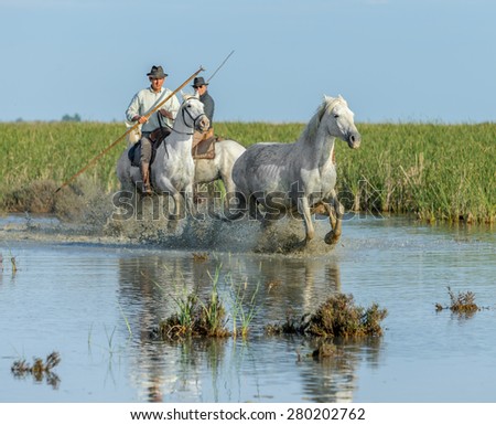 PROVENCE, FRANCE - 07 MAY, 2015: White Camargue Horse run in the swamps nature reserve in Parc Regional de Camargue - Provence, France
