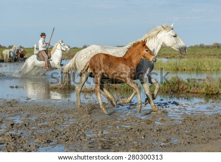 PROVENCE, FRANCE - 07 MAY, 2015: White Camargue Horse with foal run in the swamps nature reserve in Parc Regional de Camargue - Provence, France