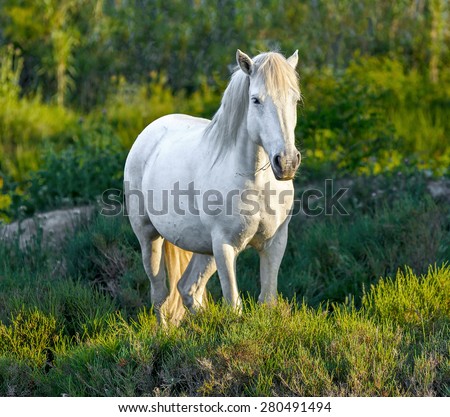 White Camargue Horse standing in the swamps nature reserve in Parc Regional de Camargue - Provence, France